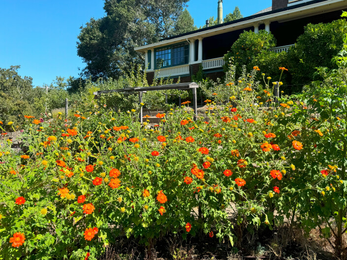 Garden flowers with home in background