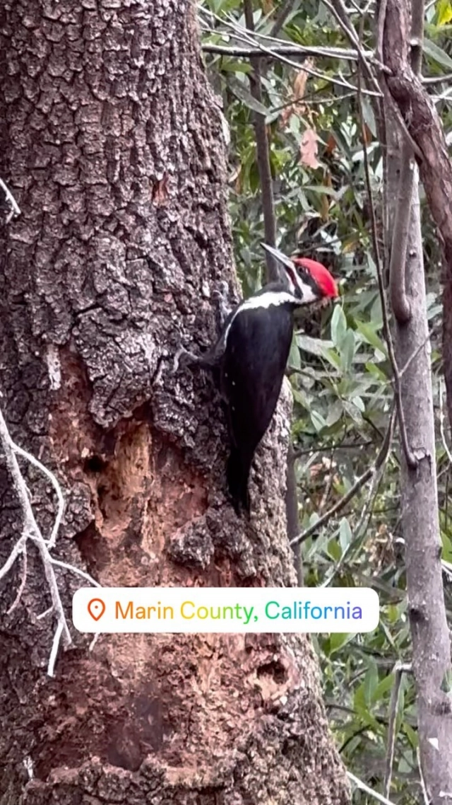 You never know who you are going to bump into on one of our beautiful hikes in Marin County…

#woodpeckersofinstagram #marincounty #birdsofinstagram #woodpecker #sanrafael #greenbrae #kentfield #knockonwood